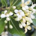 Pittosporum