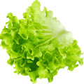 Lettuce