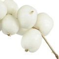 Snowberry