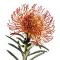 Grevillea