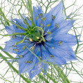 Nigella