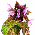 Deadnettle