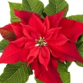 Poinsettia