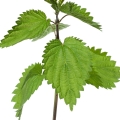 Nettle