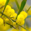 Acacia