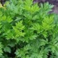 Mugwort