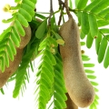 Tamarind