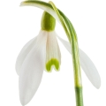 Snowdrops