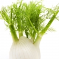 Fennel