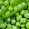 Pea