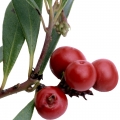 Bearberry