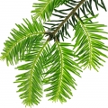 Spruce