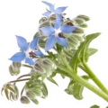 Borage