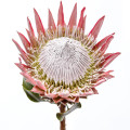 Protea