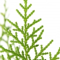 Thuja