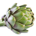 Artichoke