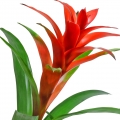 Bromelia