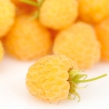 Cloudberry