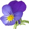 Pansy