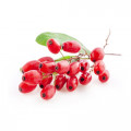 Barberry