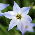 Starflower