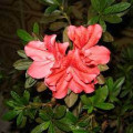 Azalea