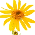 Arnica