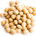 Soybean