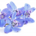 Larkspur