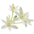 Ornithogalum