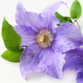 Clematis