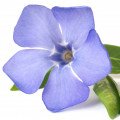 Periwinkle