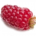 Tayberry