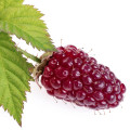 Loganberry