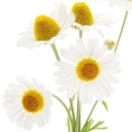 Chamomile