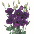 Eustoma | Lisianthus