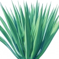 Agave