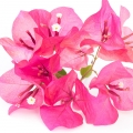 Bougainvillea