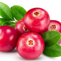 Lingonberry