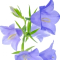 Bellflower