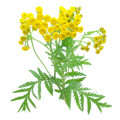 Tansy