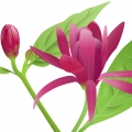 Calycanthus