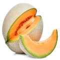 Cantaloupe