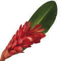 Alpinia