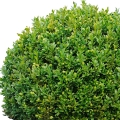 Buxus