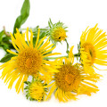 Inula