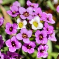 Alyssum