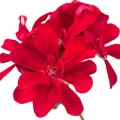 Pelargonium