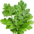 Parsley