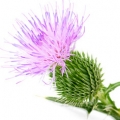 Thistle